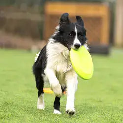 Energetic Dog Rubber Flying Disc Toy
