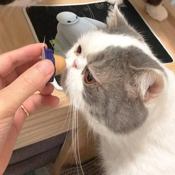 Candy Treat for Cats